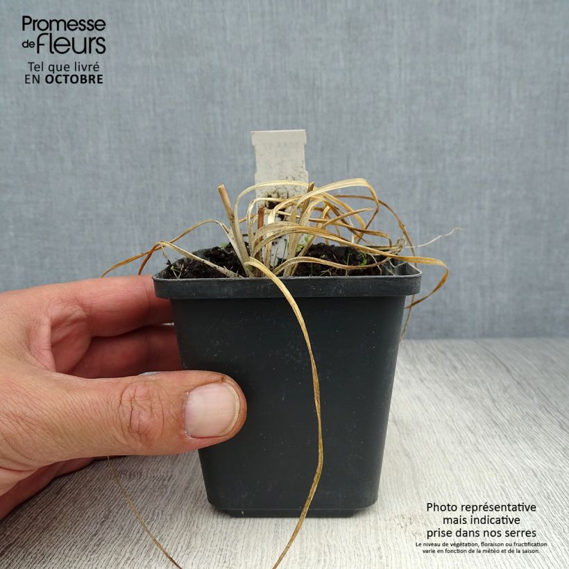 Ejemplar de Anthericum ramosum - Lirio de san Bernardo Maceta de 8/9 cm entregado en otoño