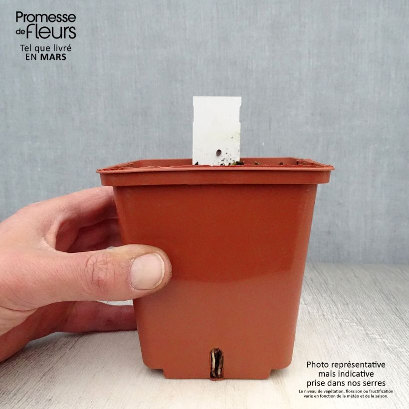 Anthericum saundersiae Starlight Maceta de 8/9 cm Ejemplar entregado en la primavera