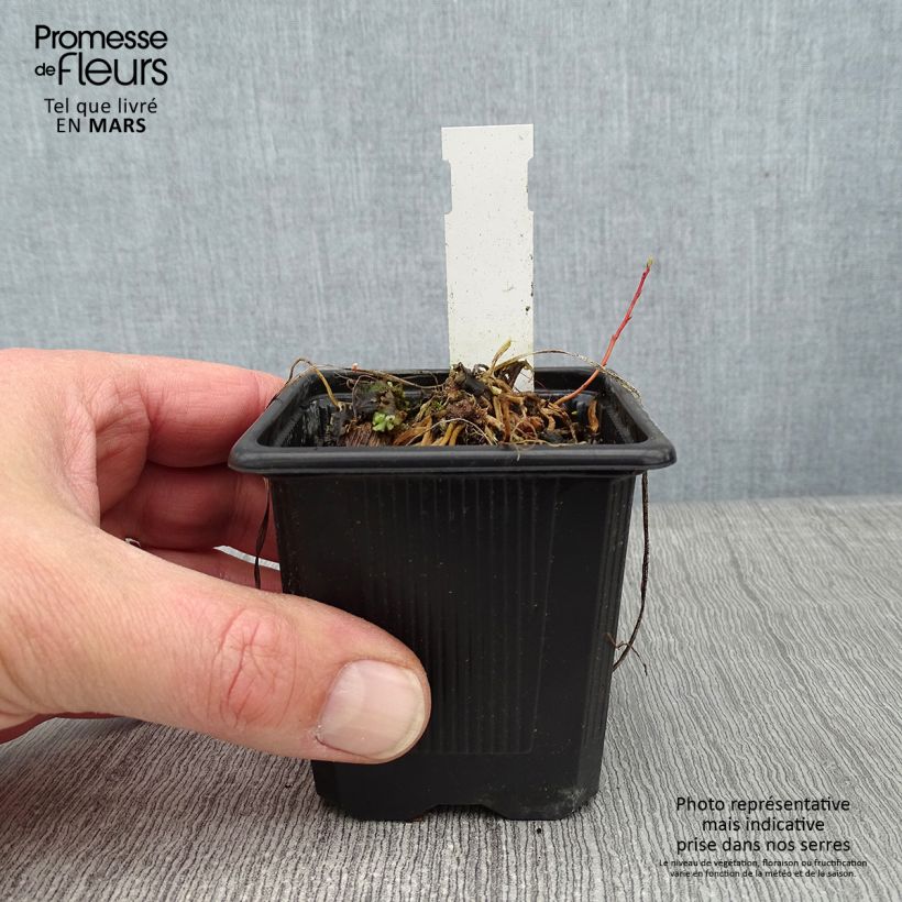 Anthericum saundersiae Starlight Maceta de 8/9 cm Ejemplar entregado en invierno