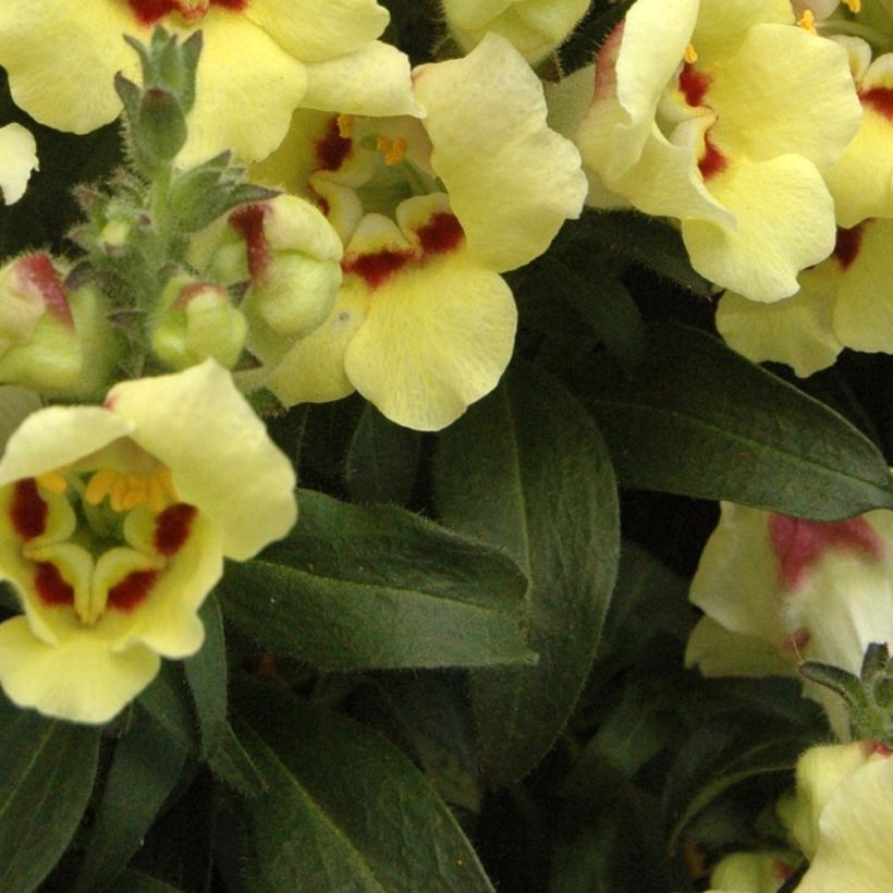 Antirrhinum Fruit Salad Up Yellow (Follaje)