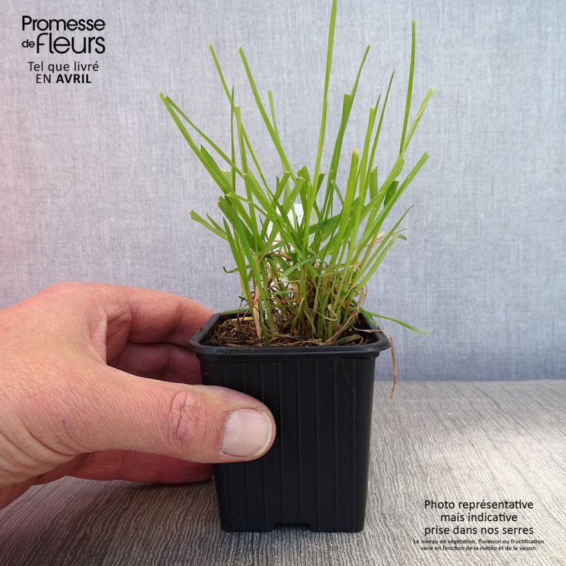 Anthoxanthum odoratum - Hierba araña Maceta de 8/9 cm Ejemplar entregado en la primavera