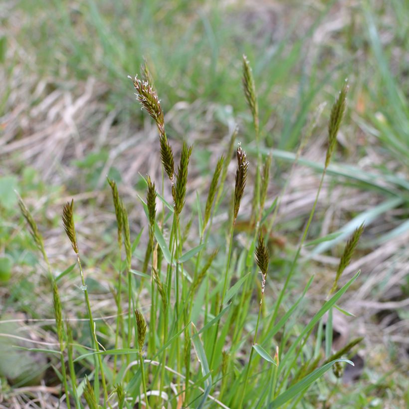 Anthoxanthum odoratum - Hierba araña (Porte)