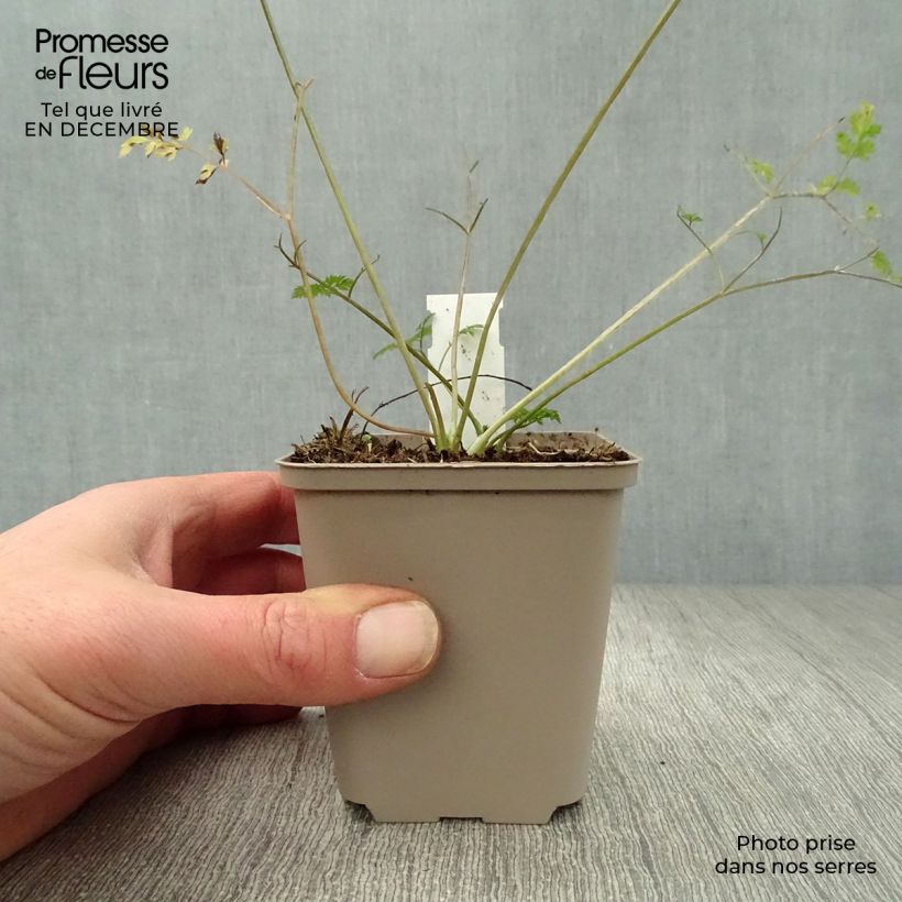 Perifollo verde Ravenswing - Anthriscus sylvestris Maceta de 8/9 cm Ejemplar entregado en invierno