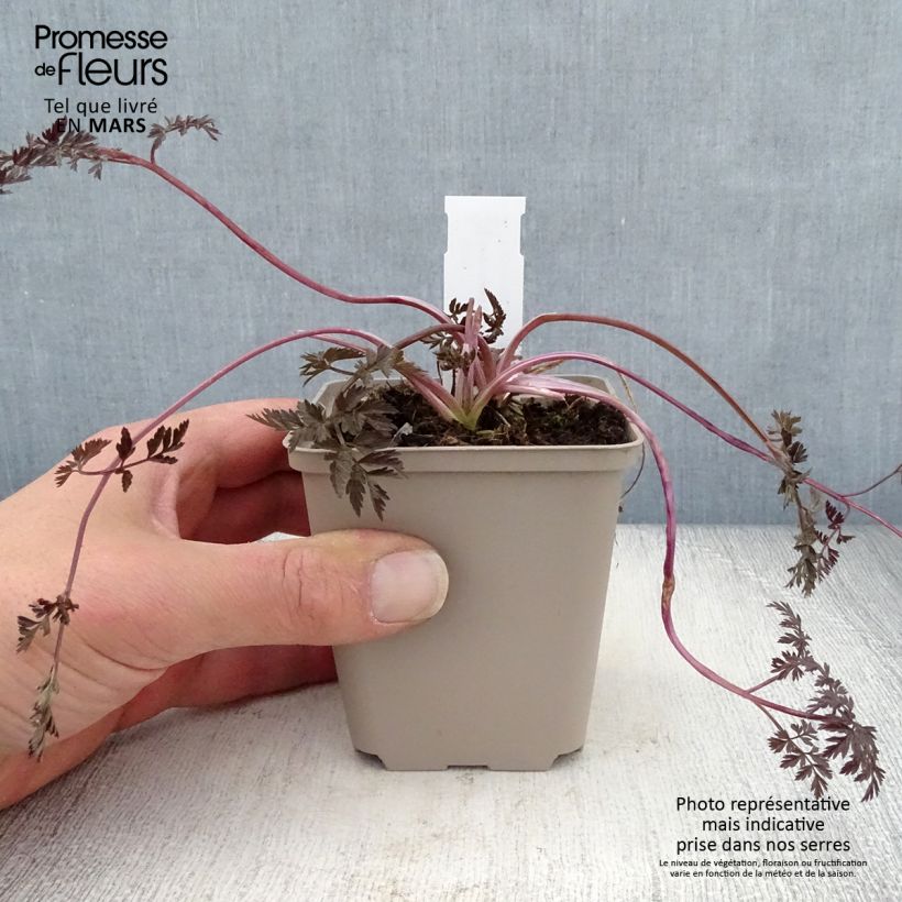 Perifollo verde Ravenswing - Anthriscus sylvestris Maceta de 8/9 cm Ejemplar entregado en la primavera