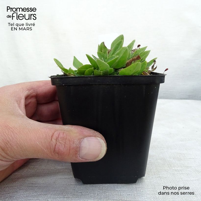 Anthyllis vulneraria - Vulneraria Maceta de 8/9 cm Ejemplar entregado en invierno