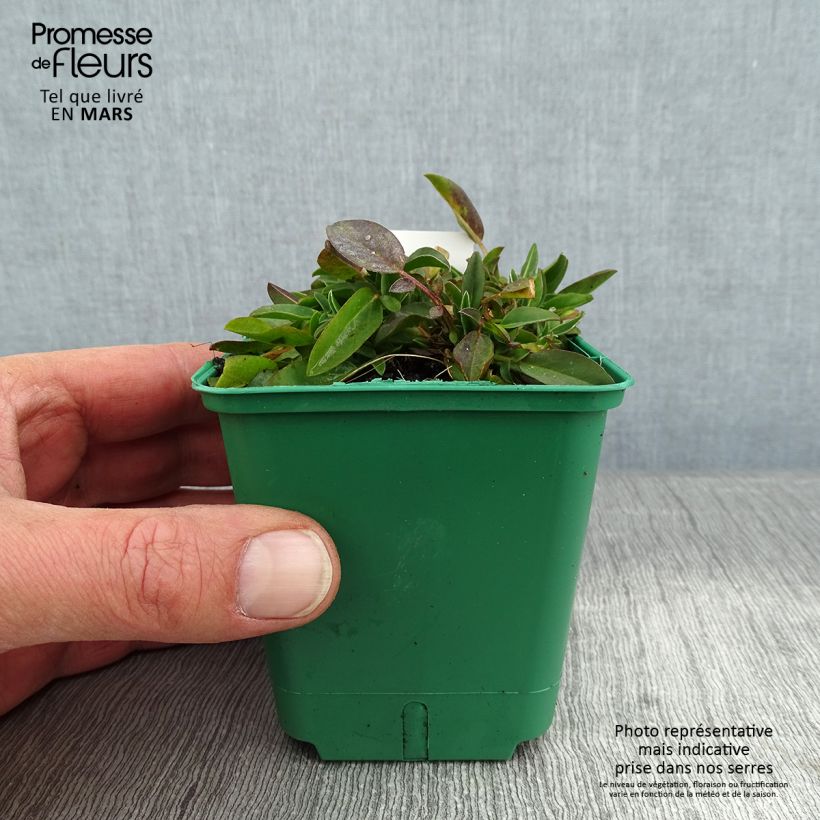 Anthyllis vulneraria var. coccinea Maceta de 8/9 cm Ejemplar entregado en invierno