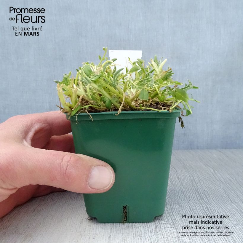 Anthyllis vulneraria var. coccinea Maceta de 8/9 cm Ejemplar entregado en la primavera