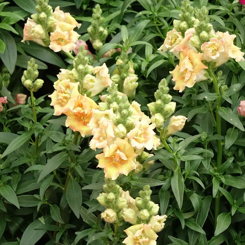 Antirrhinum Sweet Duet Citrus (Floración)