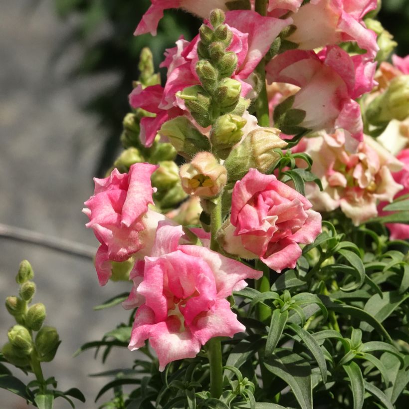 Antirrhinum Sweet Duet Appleblossom (Floración)