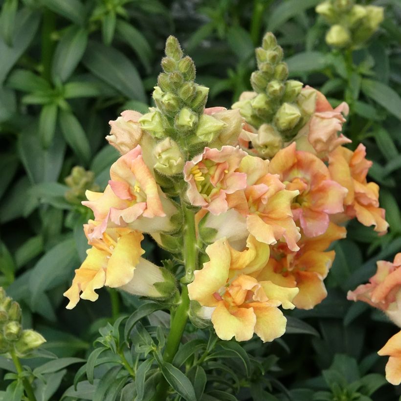 Antirrhinum Sweet Duet Citrus (Porte)