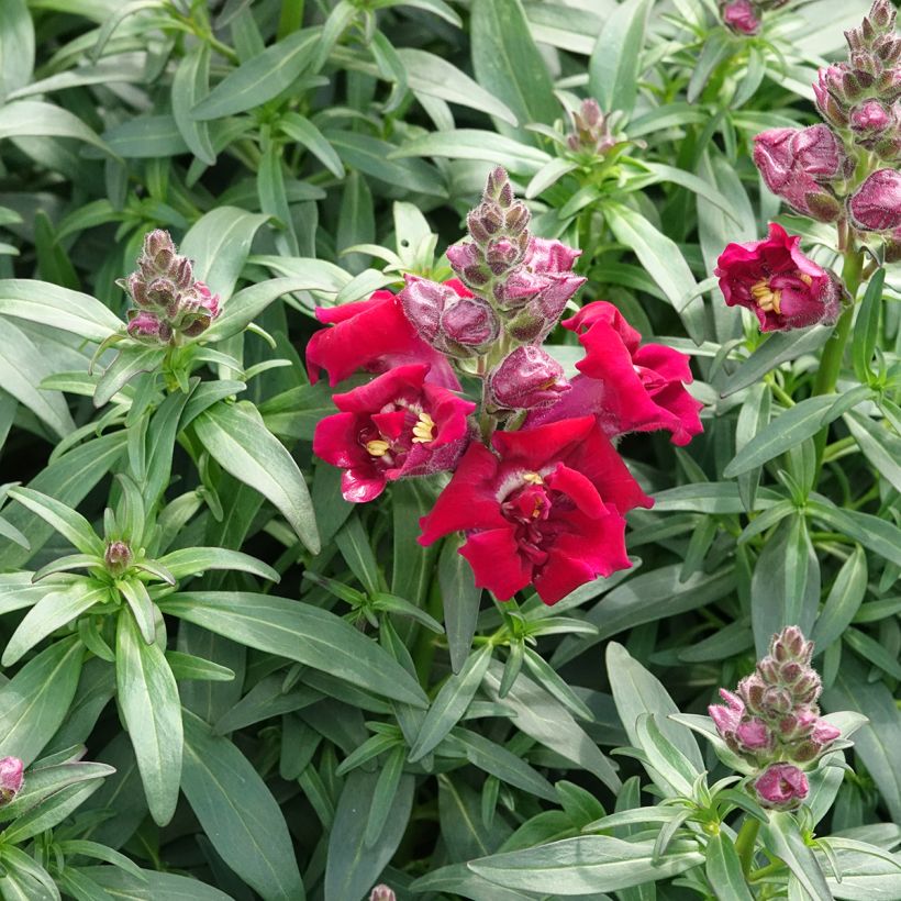 Antirrhinum Sweet Duet Deep Red (Porte)