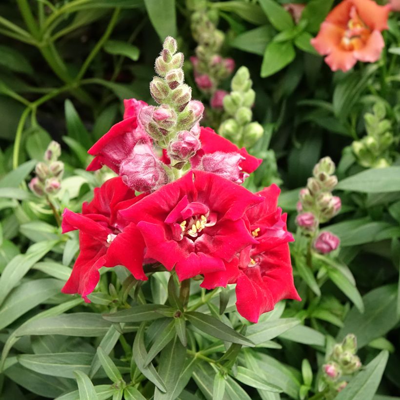 Antirrhinum Sweet Duet Deep Red (Floración)