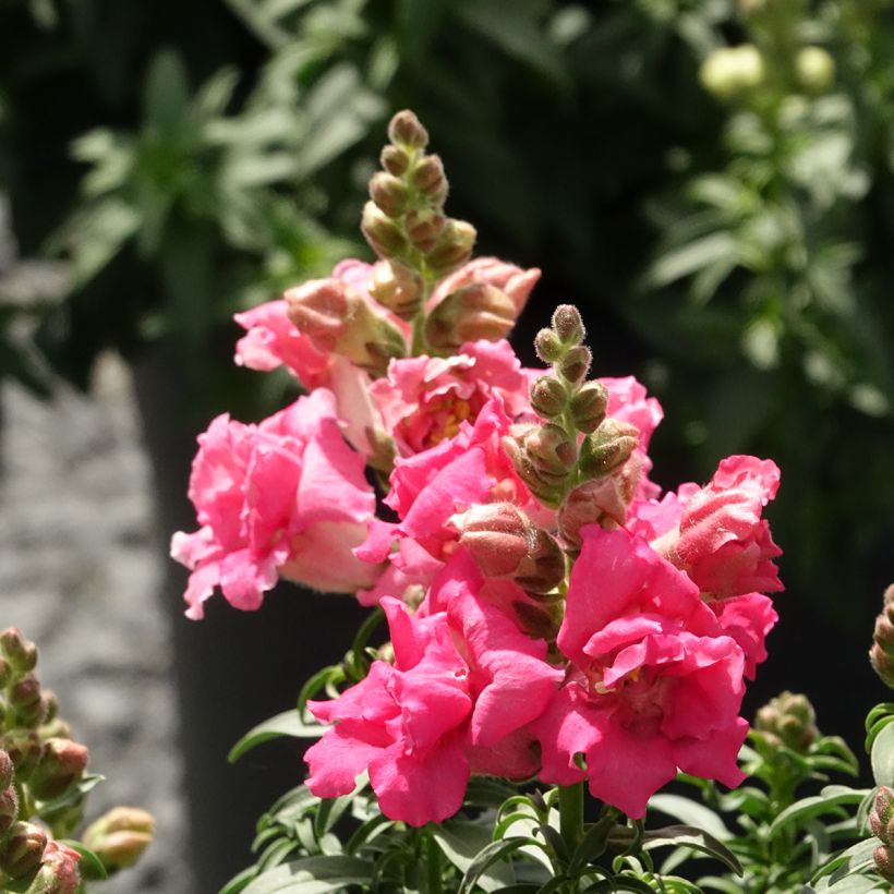 Graines de Muflier Sweet Duet Rose Shades - Antirrhinum majus (Floración)