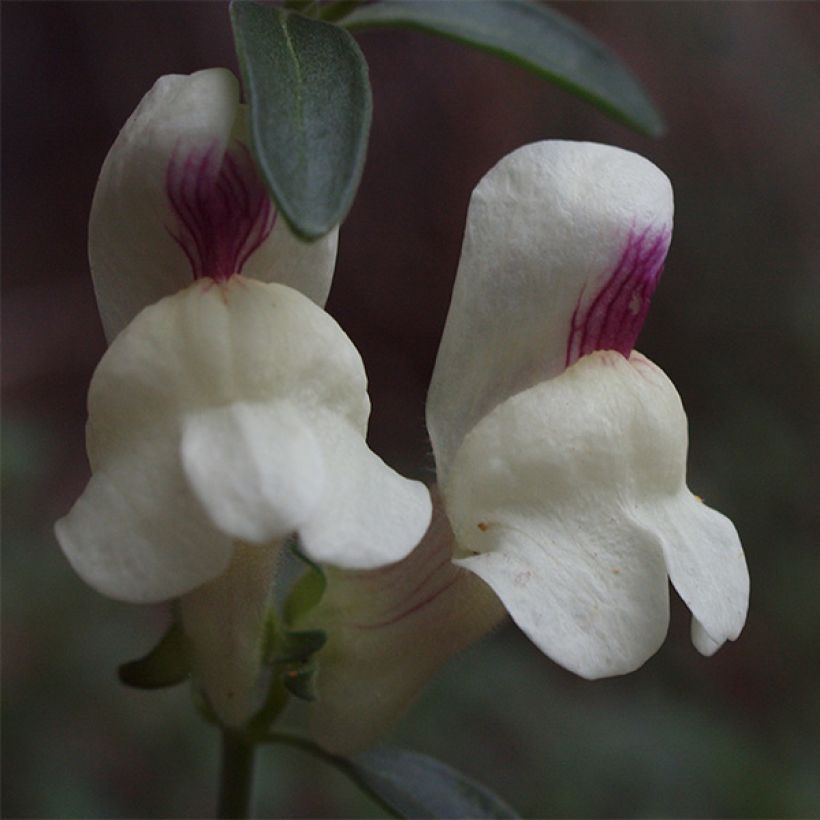 Antirrhinum sempervirens - Dragoncillo de roca (Floración)