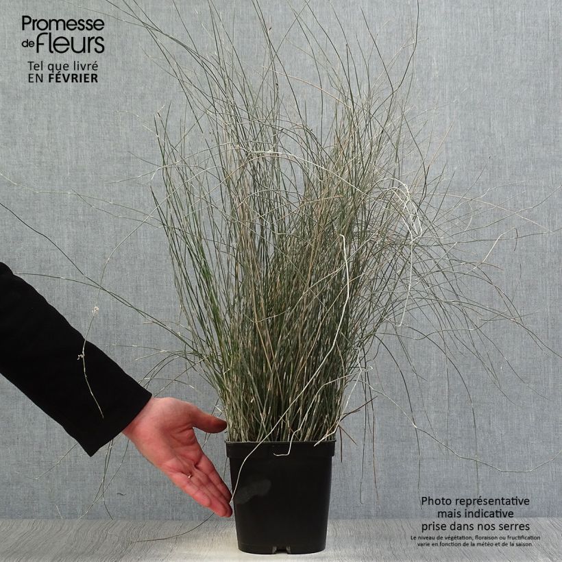 Apodasmia similis - Oioi Maceta 2L/3L Ejemplar entregado en invierno