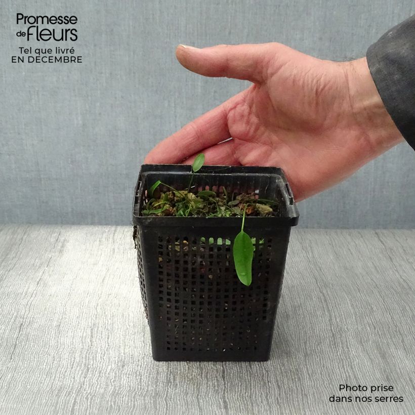 Aponogeton distachyos - Espárrago de El Cabo Maceta de 8/9 cm Ejemplar entregado en invierno