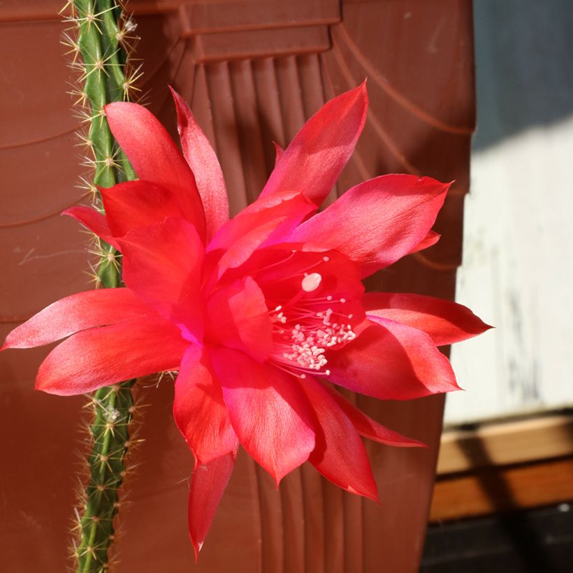 Aporophyllum malisonii (Floración)