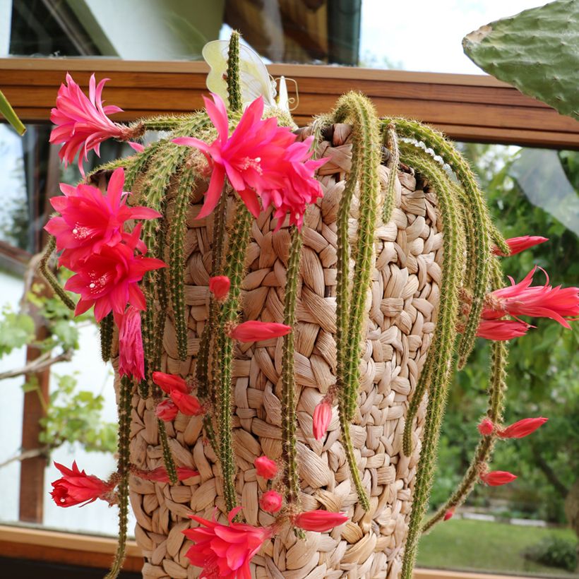 Aporophyllum malisonii (Porte)