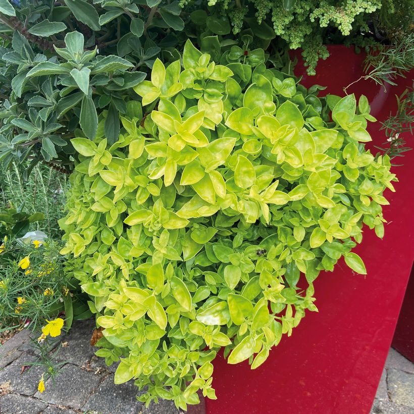 Aptenia Golden Cascade (Porte)