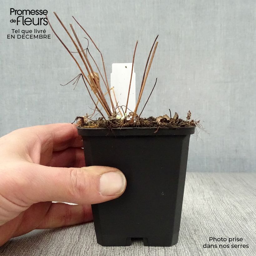 Aquilegia alpina - Aguileña Maceta de 8/9 cm Ejemplar entregado en invierno