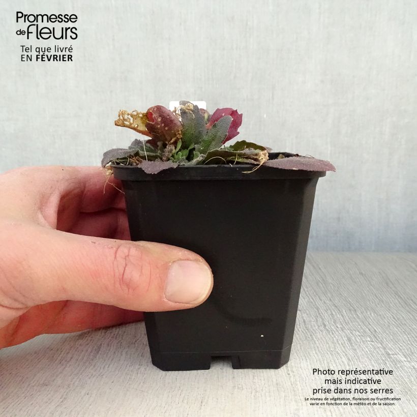 Arabis blepharophylla Frühlingzauber Maceta de 8/9 cm Ejemplar entregado en invierno