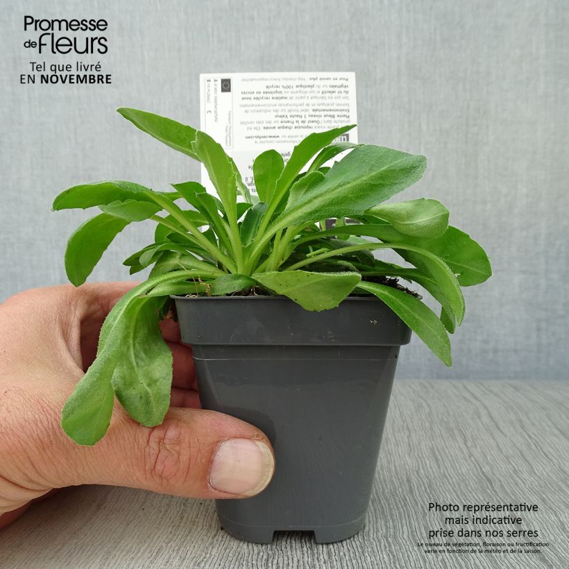 Ejemplar de Arabis blepharophylla - Arabis rosada Maceta de 8/9 cm entregado en otoño