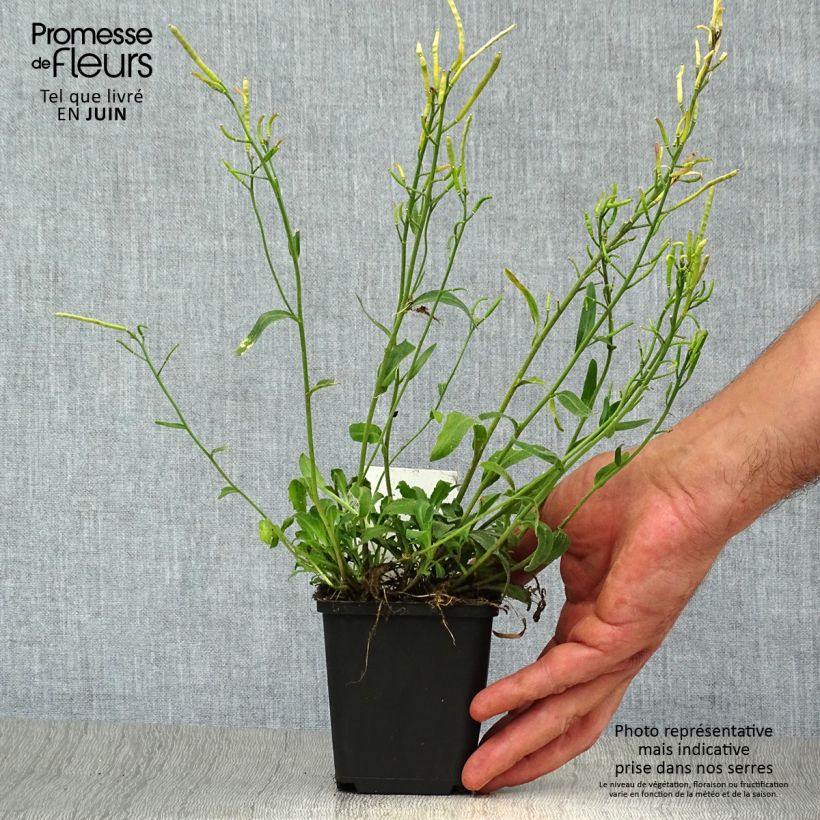 Ejemplar de Arabis blepharophylla - Arabis rosada Maceta de 8/9 cm entregado en verano