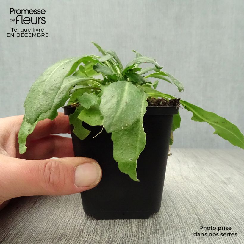 Arabis blepharophylla - Arabis rosada Maceta de 8/9 cm Ejemplar entregado en invierno