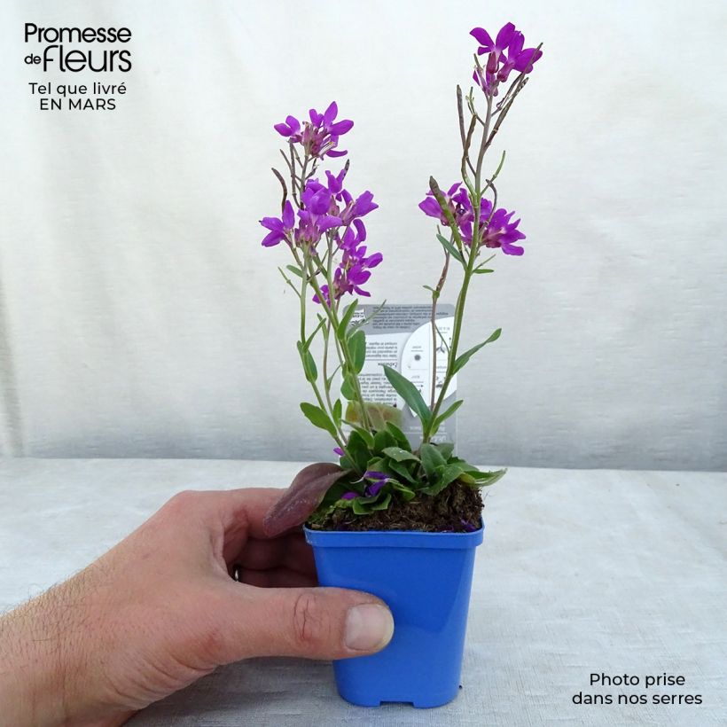 Arabis blepharophylla Rose Delight Maceta de 7/8 cm Ejemplar entregado en la primavera