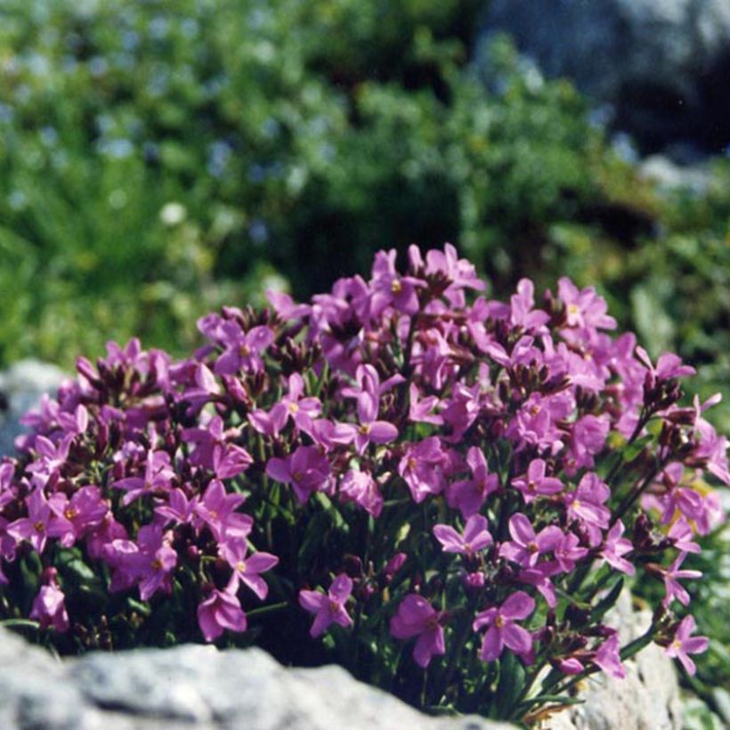 Arabis blepharophylla - Arabis rosada (Floración)