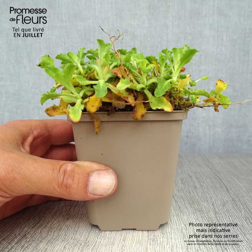 Ejemplar de Arabis caucasica Pinkie Maceta de 8/9 cm entregado en verano