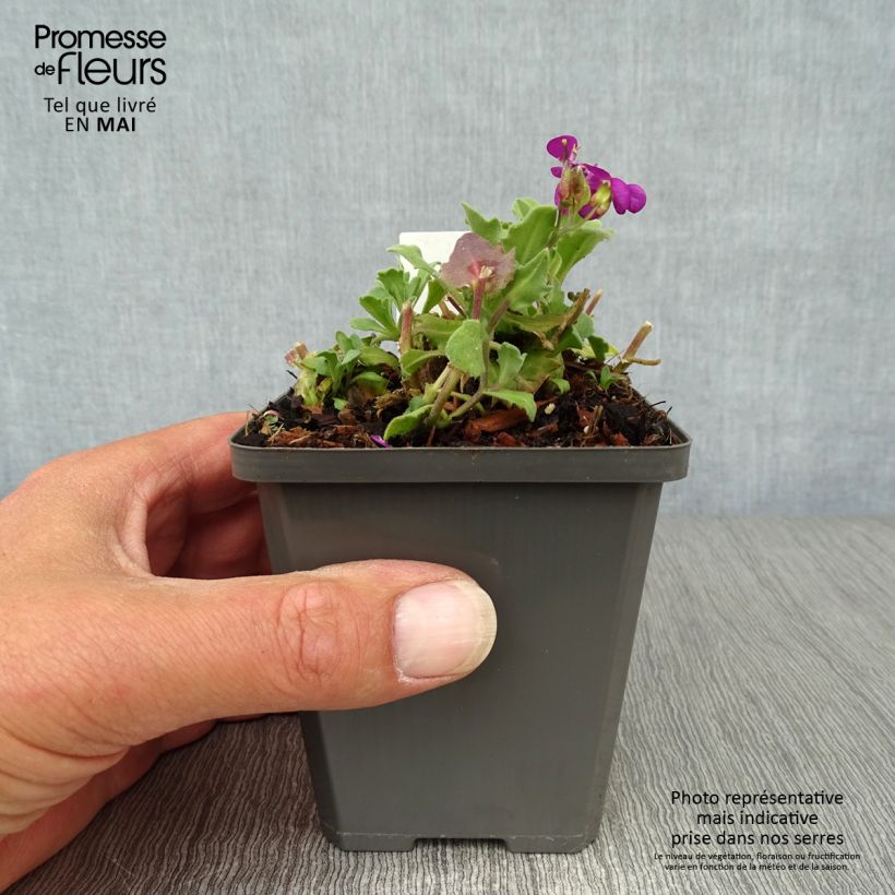 Arabis caucasica Pinkie Maceta de 8/9 cm Ejemplar entregado en la primavera