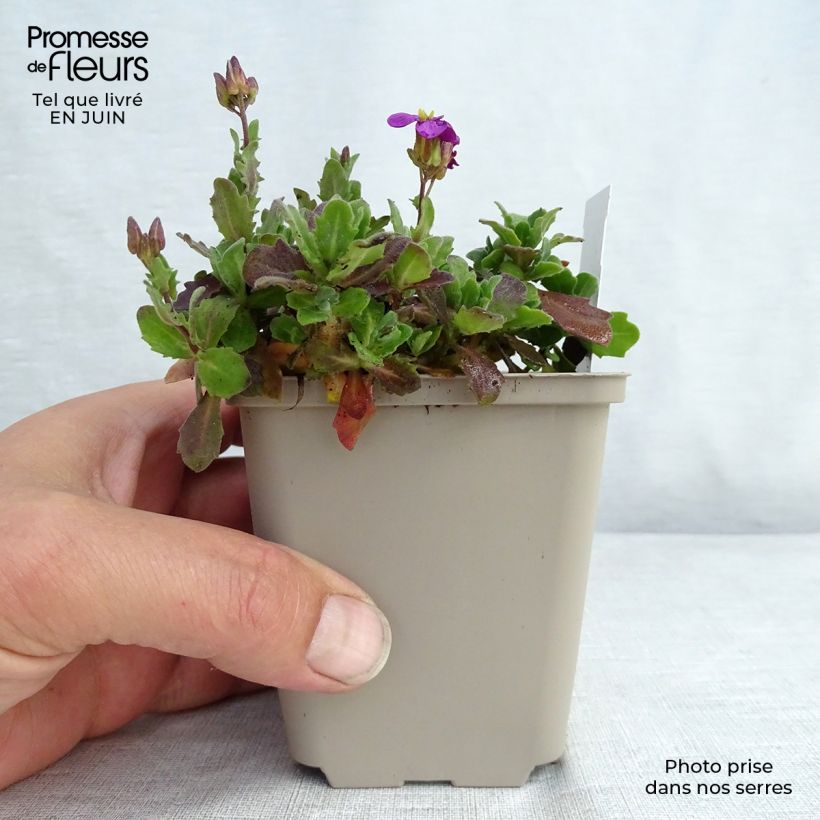 Ejemplar de Arabis caucasica Rosea Maceta de 8/9 cm entregado en verano