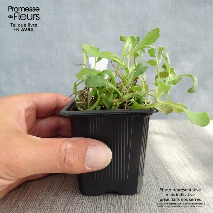 Arabis caucasica Rosea Maceta de 8/9 cm Ejemplar entregado en la primavera