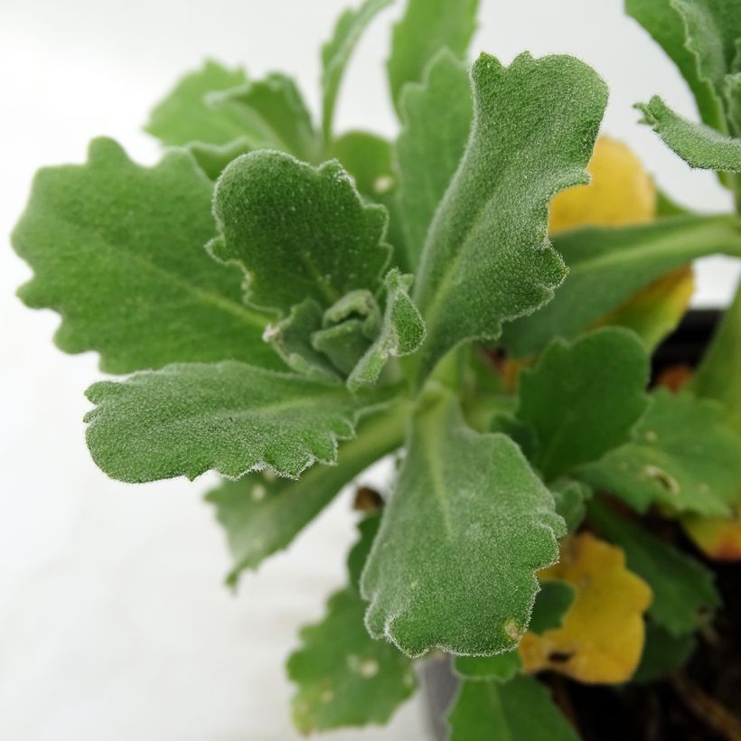 Arabis caucasica Plena (Follaje)