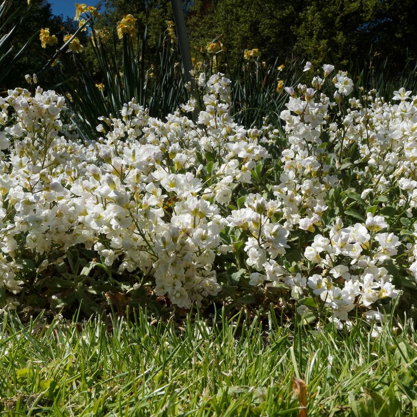 Arabis caucasica Plena (Porte)