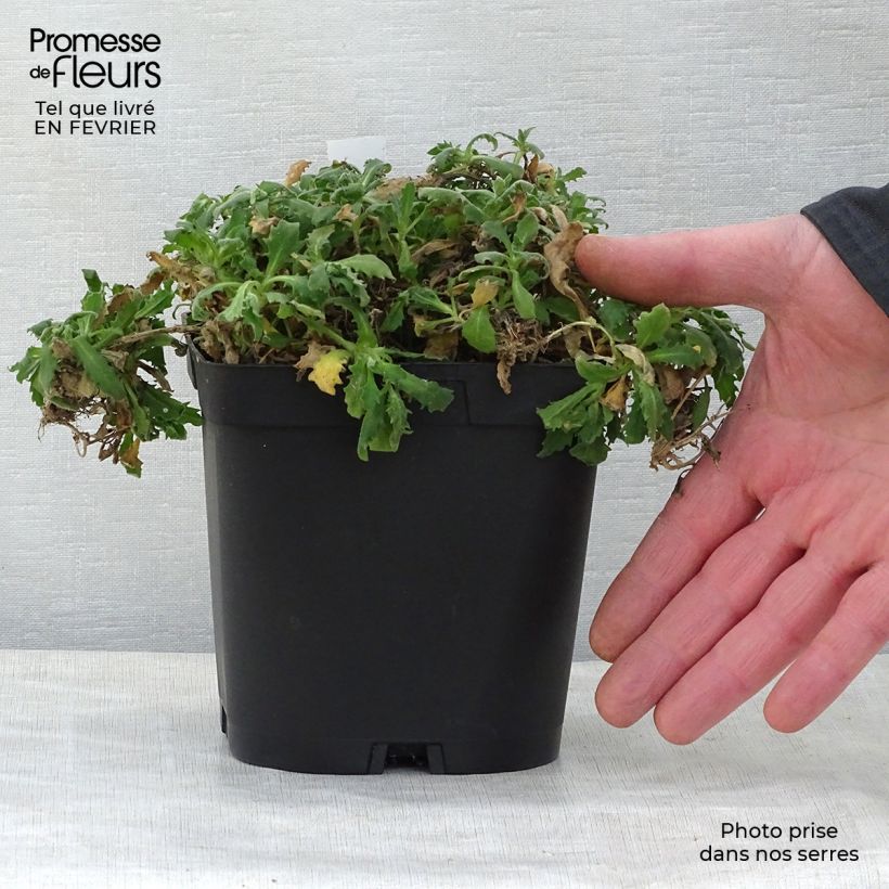 Arabis caucasica Plena Maceta 2L/3L Ejemplar entregado en invierno