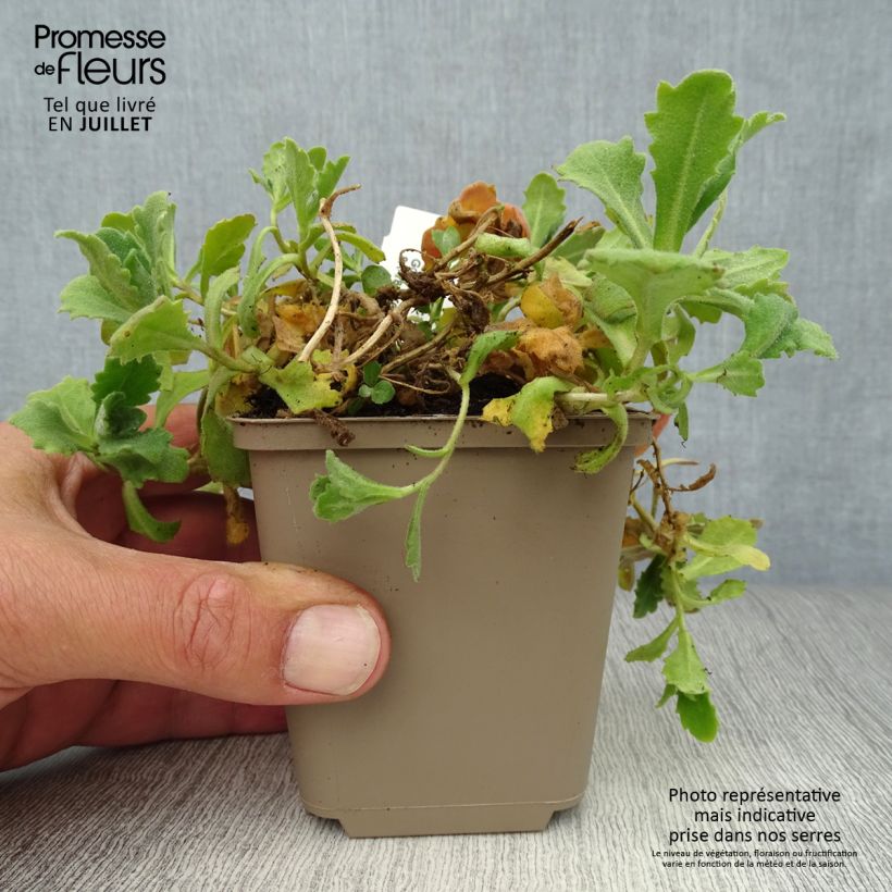 Ejemplar de Arabis caucasica Plena Maceta de 7/8 cm entregado en verano