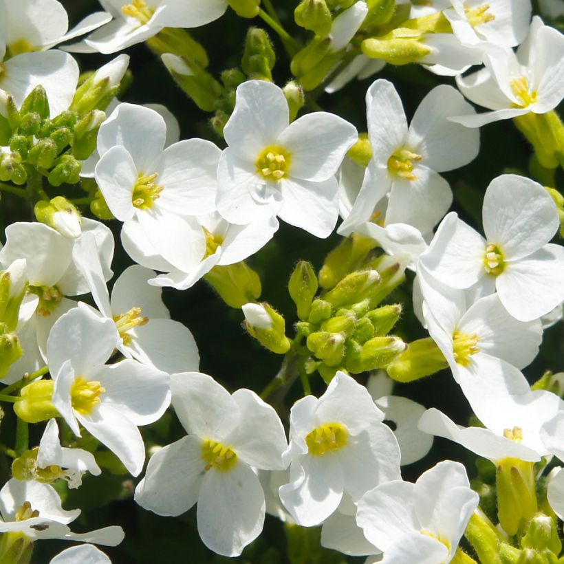 Arabis caucasica Snowball (Floración)