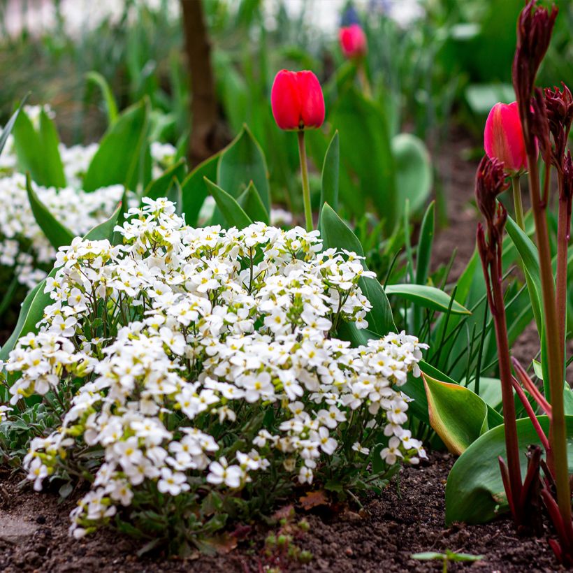 Arabis caucasica Snowball (Porte)