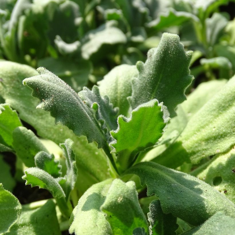 Arabis caucasica Snowball (Follaje)