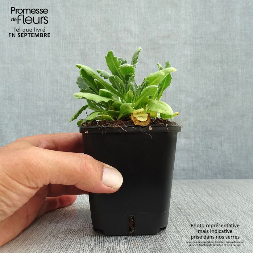 Ejemplar de Arabis caucasica Snowball Maceta de 8/9 cm entregado en otoño