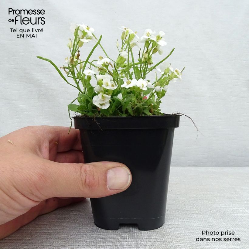 Arabis caucasica Snowcap Maceta de 8/9 cm Ejemplar entregado en la primavera