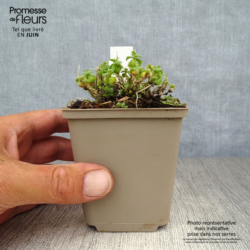Ejemplar de Arabis caucasica Snowcap Maceta de 8/9 cm entregado en verano