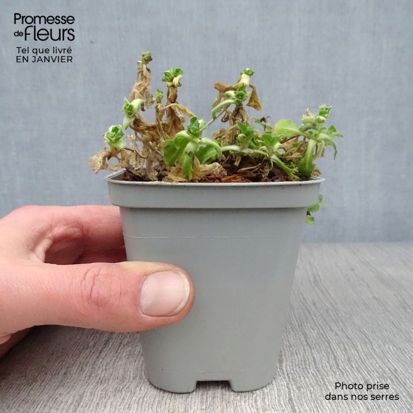 Arabis caucasica Snowcap Maceta de 8/9 cm Ejemplar entregado en invierno