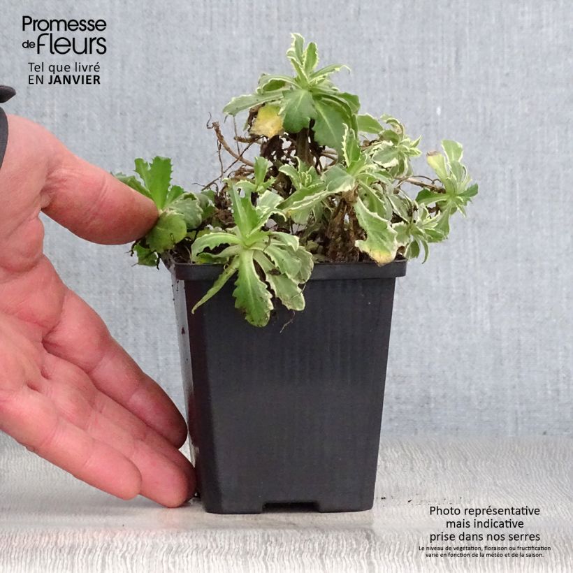 Arabis caucasica Variegata Maceta de 8/9 cm Ejemplar entregado en invierno