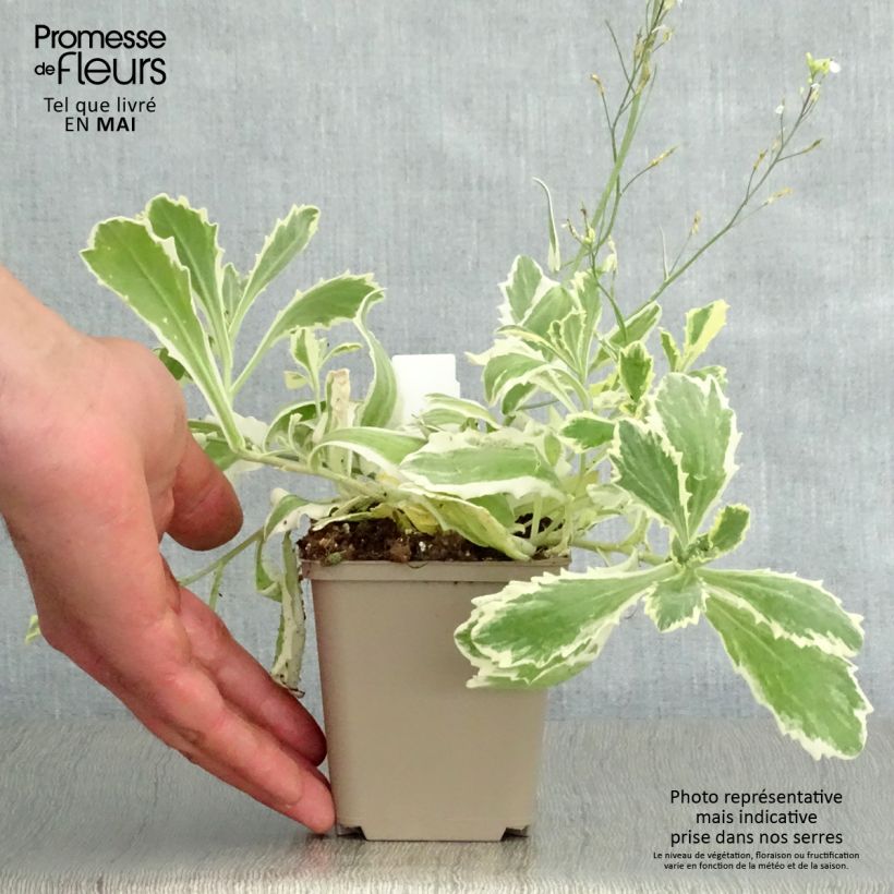 Arabis caucasica Variegata Maceta de 8/9 cm Ejemplar entregado en la primavera