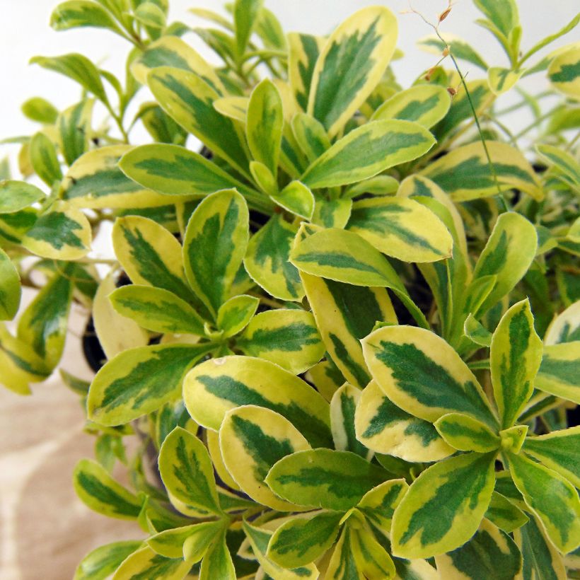 Arabis ferdinandi-coburgii Old Gold (Follaje)