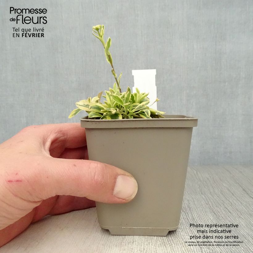 Arabis ferdinandi-coburgii Old Gold Maceta de 8/9 cm Ejemplar entregado en invierno