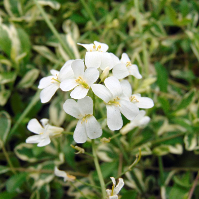Arabis ferdinandi-coburgii Variegata (Floración)